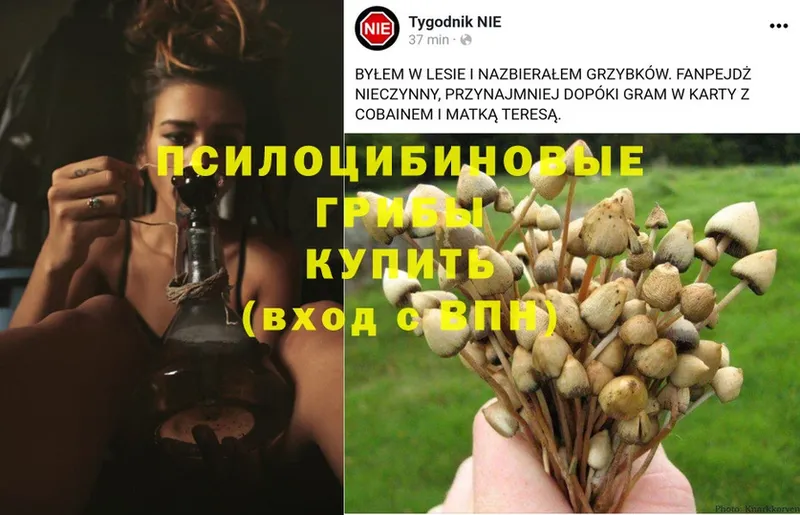 Псилоцибиновые грибы MAGIC MUSHROOMS  Заозёрск 